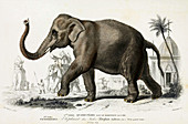Indian Elephant,Illustration