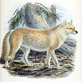 Dhole,Endangered Species,Illustration