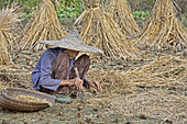 Harvesting Rice in China