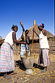 Women Piling Millet Grains,Senegal