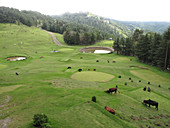 Naldehra Golf Course,India