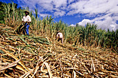 Men Cutting Sugar Cane,French Antilles