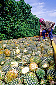 Pineapple Plantation,French Antilles
