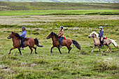 Iceland Horses & Riders