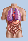 Organ System,Male Torso,Illustration