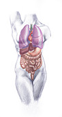 Organ System,Female Torso,Illustration