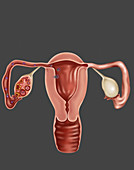 Fertilization,Illustration