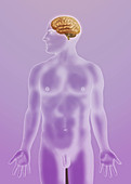 Brain Anatomy,Illustration