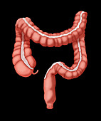 Large Intestine,Illustration