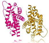 Estrogren Receptor Model,Illustration
