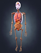 Human Skeleton with Organs,Illustration