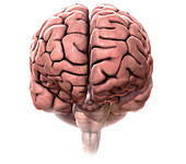 Human Brain,Anterior View,Illustration