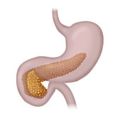 Pancreas,Illustration