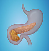 Pancreas,Illustration