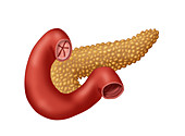 Pancreas & Small Intestine,Illustration