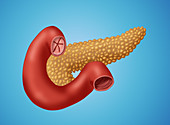 Pancreas & Small Intestine,Illustration