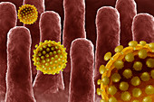 Virus in The Human Colon,Illustration