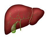 Liver and Gallbladder,Illustration