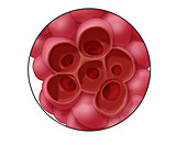 Alveoli,Illustration