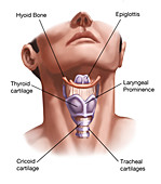 Anatomy of the Neck,Illustration