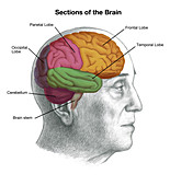 Sections of the Brain,Illustration