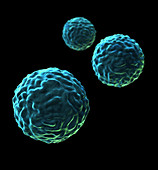 Stem Cells,Illustration