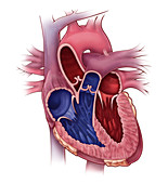 Chambers of the Heart,Illustration