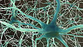 Neurons,Illustration