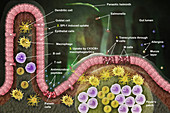 Lymphatic Cell Response,Illustration