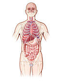 Organ Systems,Illustration