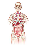 Organ Systems,Illustration