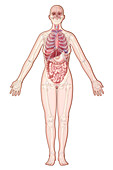 Organ Systems,Illustration