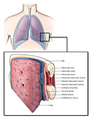 Lungs and Pleura,Illustration