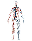 Human Circulatory System,Illustration