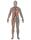 Circulatory System,Male,Illustration