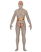 Endocrine System,Female,Illustration