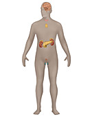 Endocrine System,Male,Illustration