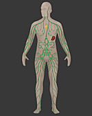 Lymphatic System,Male,Illustration