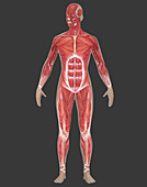 Muscular System,Female,Illustration