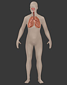 Respiratory System,Female,Illustration