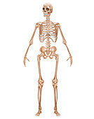 Skeletal System,Illustration