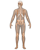 Skeletal System,Male,Illustration