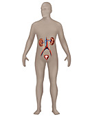 Urinary System,Male,Illustration