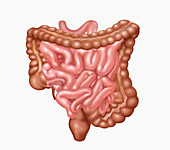 Gastrointestinal Tract,Illustration