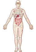 Digestive System,Illustration