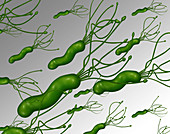 Helicobacter Pylori,Illustration