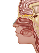 Anatomy of Smell,Illustration