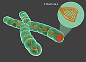 Telomere,Illustration