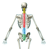 Vertebral Column,Illustration