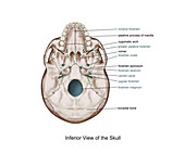 Labelled Skull foramen,Illustration